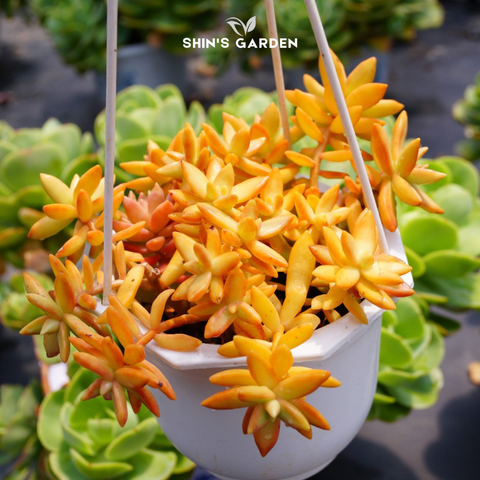  Sen đá hợp mệnh Hỏa: Cây phong thủy mini đẹp, dễ chăm 