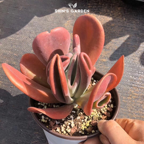  Sen đá hợp mệnh Hỏa: Cây phong thủy mini đẹp, dễ chăm 