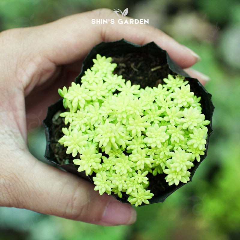 Sen đá dạ quang vàng – cây mini phát sáng đẹp, hợp phong thủy văn phòng