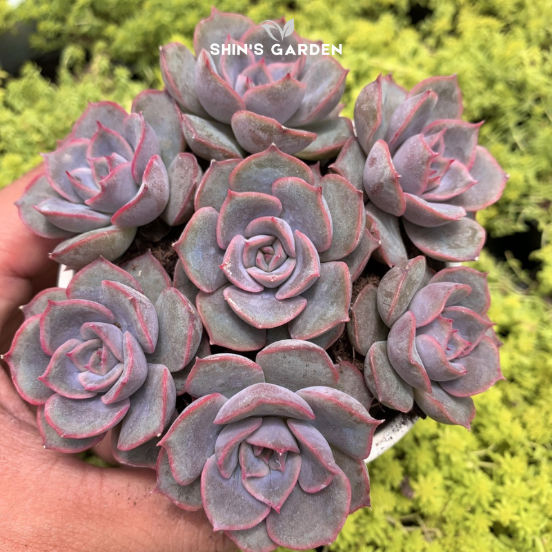 Sen đá đất hồng: Sen đá mini để bàn đẹp, dễ trồng, hợp mệnh – trang trí phong thủy