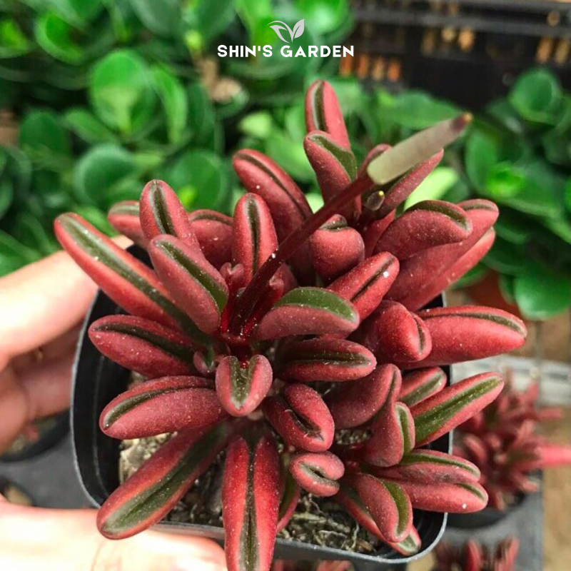 Sen đá đậu đỏ mini – Cây để bàn phong thủy hợp mệnh Hỏa Thổ