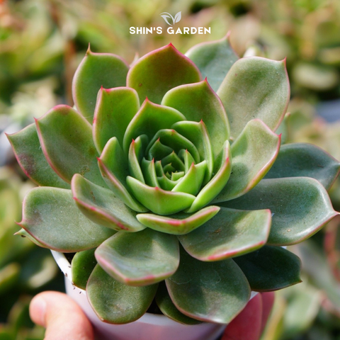  Sen đá đế vương xanh – sen đá cao cấp, phong thủy, trang trí để bàn độc lạ 