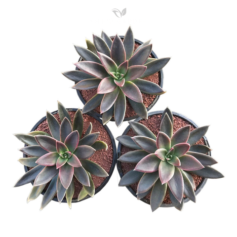  Sen đá dĩa ánh kim phong thủy để bàn – Tăng tài lộc, hợp mệnh 