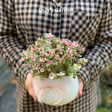  Sen đá đô la hồng: Ý nghĩa, cách chăm sóc và ứng dụng phong thủy 