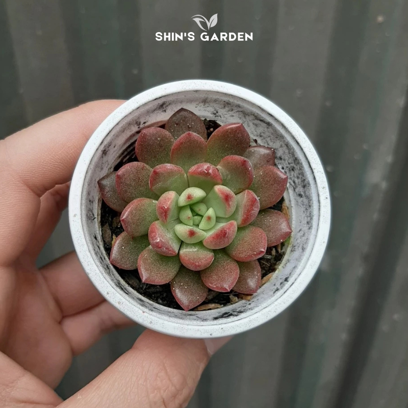 Sen đá đỏ lá ngắn phong thủy mini – Cây để bàn may mắn