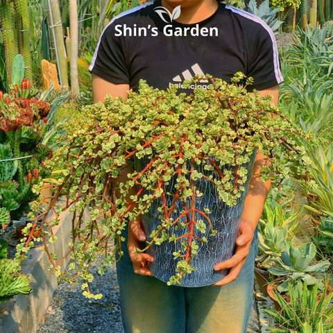  Sen đá đô la trắng: Cây mini phong thủy để bàn đẹp – hợp mệnh 