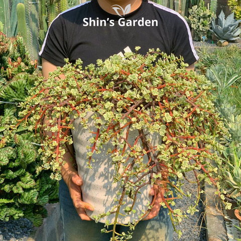  Sen đá đô la trắng: Cây mini phong thủy để bàn đẹp – hợp mệnh 