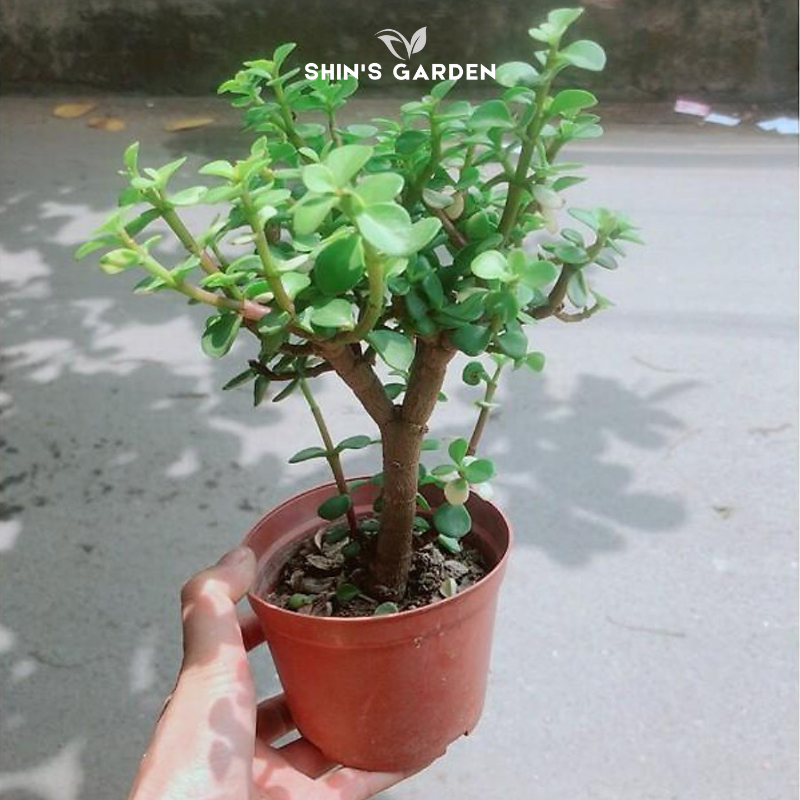 Sen đá đô la xanh phong thủy dễ chăm – cây mini để bàn đẹp