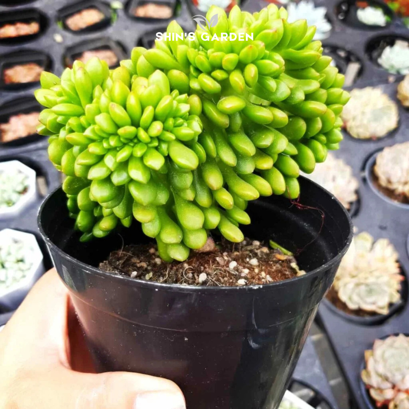 Sen đá đột biến hiếm – Sen đá phong thủy, biến chủng đẹp độc lạ