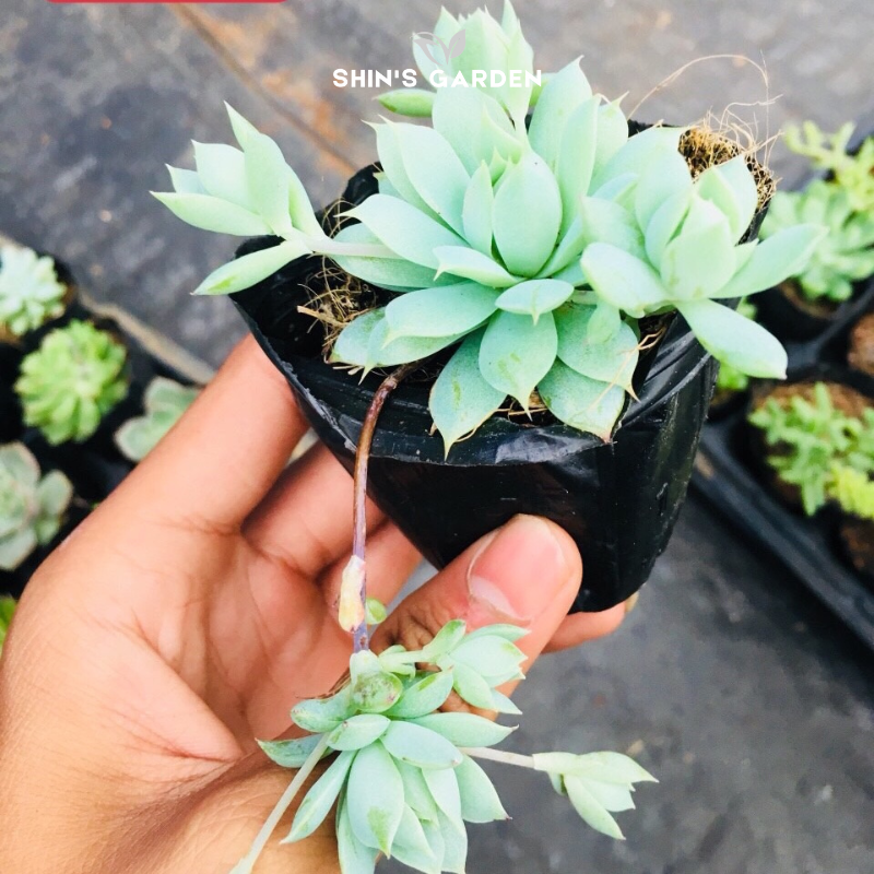 Sen đá dù kim – Cây cảnh mini phong thủy dễ chăm, hợp mệnh Kim – Thổ