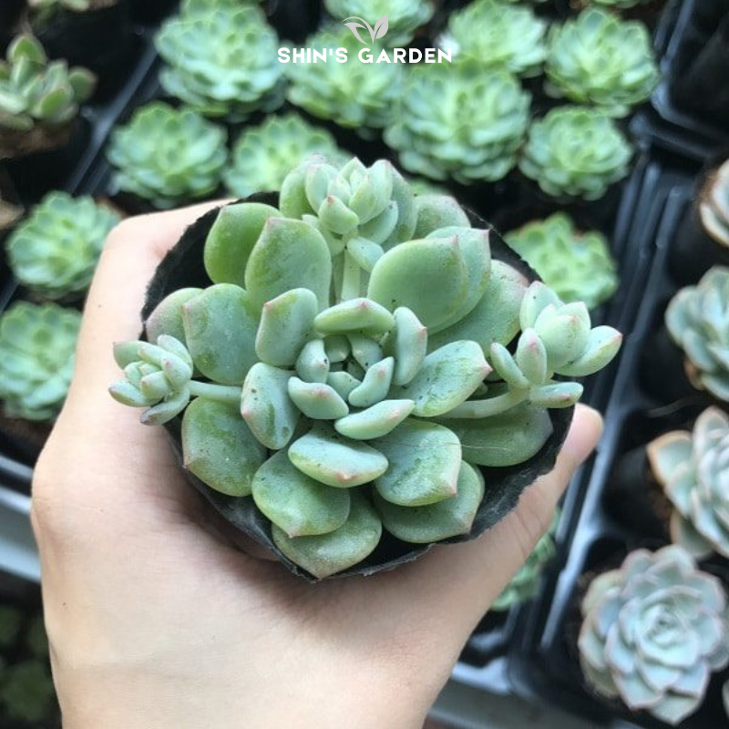 Sen đá dù mini để bàn – Cây cảnh nhỏ xinh dễ chăm, hợp phong thủy, tặng quà ý nghĩa