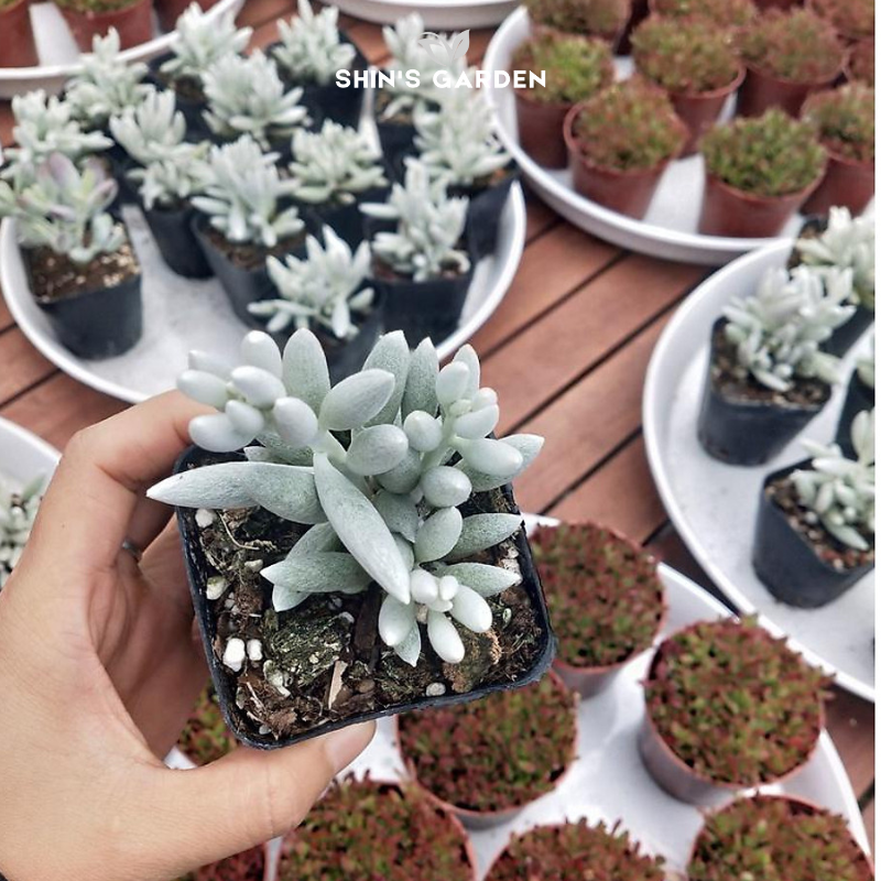 Sen đá đuôi cáo: cây cảnh mini phong thủy dễ chăm sóc, hợp mệnh, độc đáo