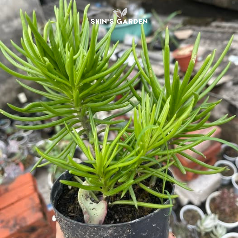 Sen đá đuôi phụng mini – Cây để bàn phong thủy đẹp, dễ chăm, hợp mệnh Thổ – Kim