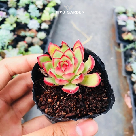  Sen đá ếch lửa đỏ cam độc lạ – hợp mệnh Hỏa, mini để bàn trang trí 