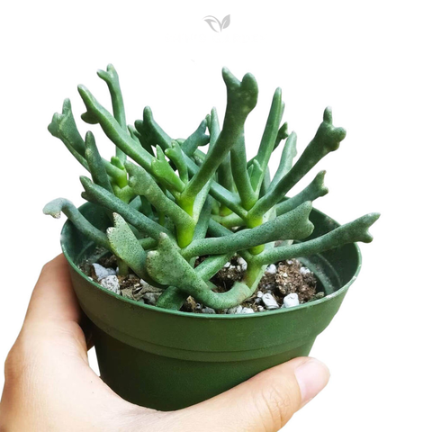  Sen đá gạc nai – Cây cảnh mini phong thủy độc lạ từ Shin's Garden cho mệnh Thổ 