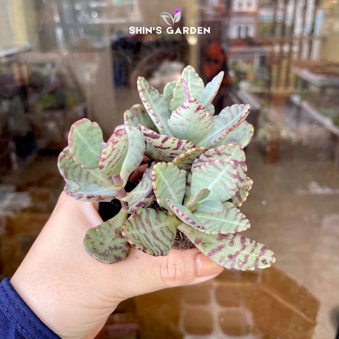  Sen đá gấm mini phong thủy – Cây mọng nước đẹp, dễ chăm 