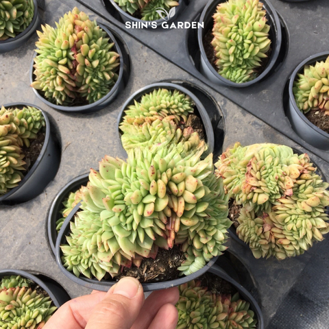  Sen đá Giva Crest lá xoăn viền hồng – phong thủy tài lộc 