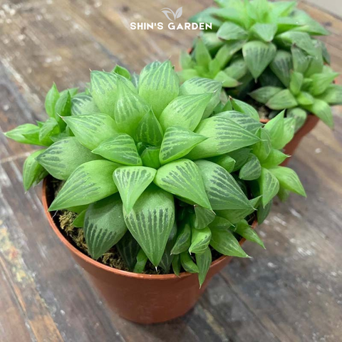  Sen đá guốc sao: cây cảnh mini phong thủy dễ sống, hợp mệnh Kim – Thổ 