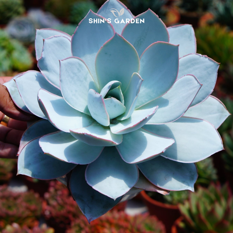  Sen đá hạc giấy – Cây sen đá mini thân gỗ phong thủy đẹp lạ để bàn 