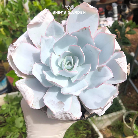  Sen đá hạc trắng – sen đá mini để bàn phong thủy đẹp, ý nghĩa bền lâu 