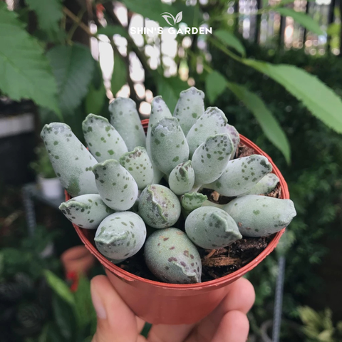  Sen đá hải cẩu phong thủy: Cây sen đá mini thân dài dễ chăm 
