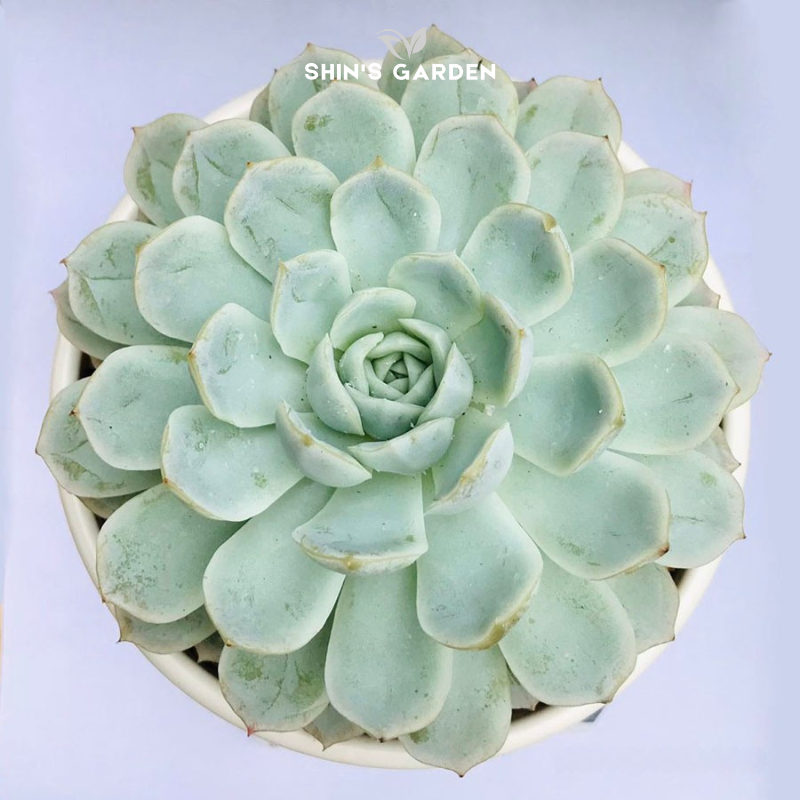 Sen đá hợp mệnh Mộc – Cây phong thủy để bàn đẹp từ Shin’s Garden tăng năng lượng