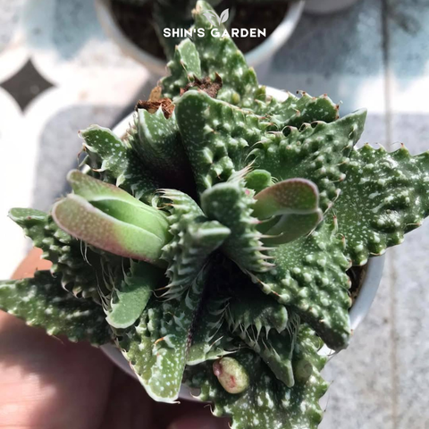  Sen đá hàm cá mập là gì? Nguồn gốc, ý nghĩa phong thủy và cách chăm sóc chuẩn 