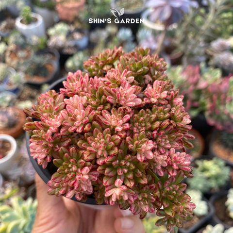  Sen đá màu tím phong thủy mini để bàn đẹp, hợp mệnh Hỏa – Thổ 