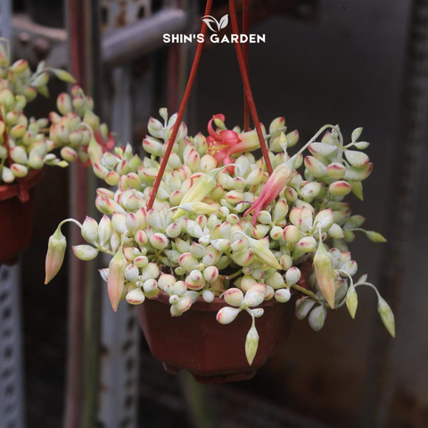  Sen đá hạt lựu phong thủy đẹp mini – cây cảnh để bàn hợp mệnh Hỏa, Thổ 