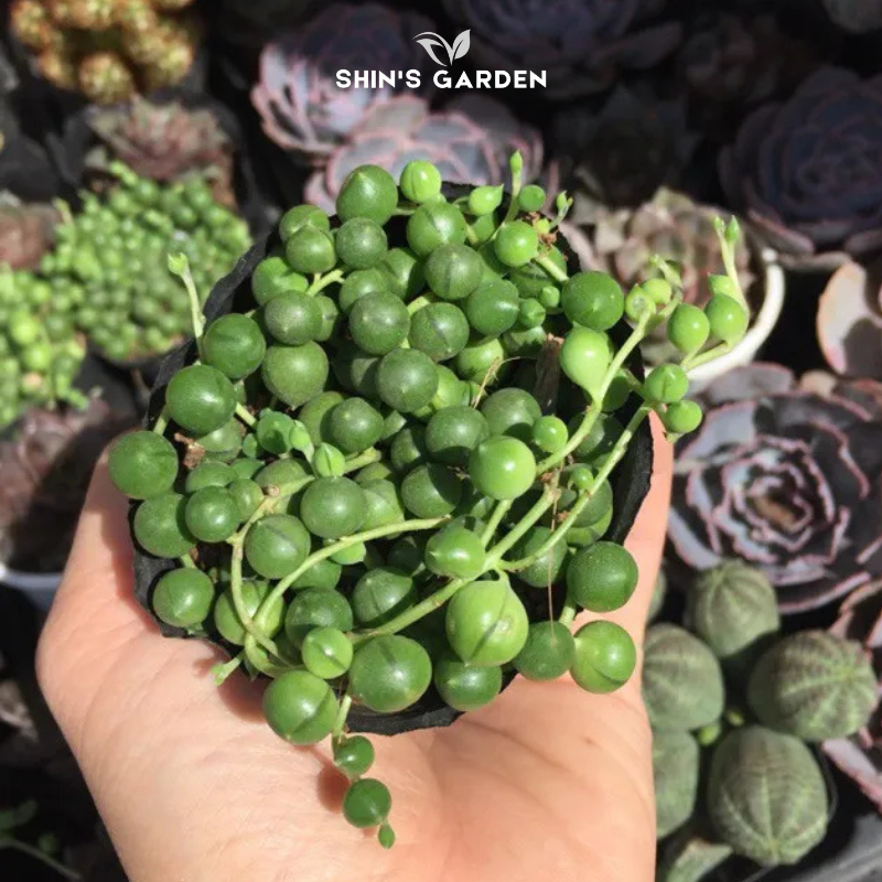Sen đá hạt ngọc tròn – Cây mini phong thủy dễ chăm, hút tài lộc