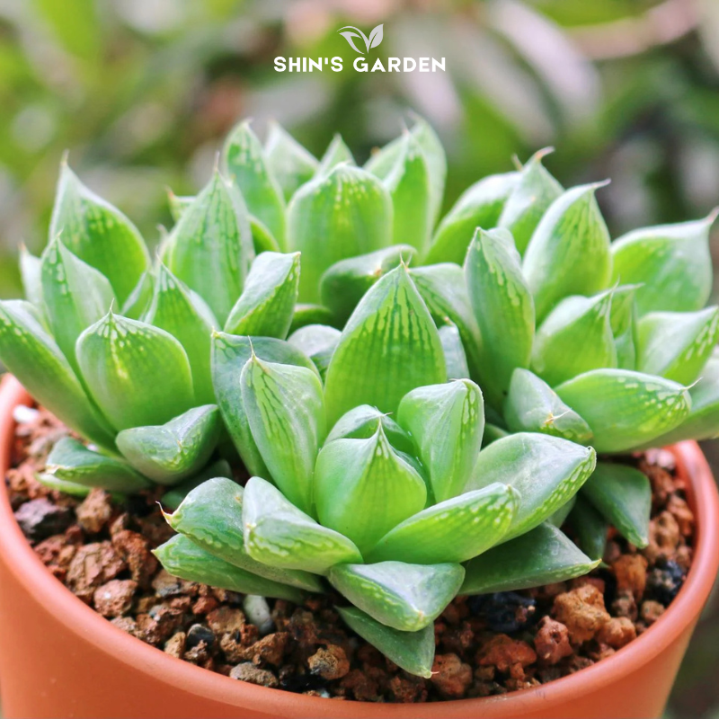 Sen đá Haworthia để bàn phong thủy – Cây mini chịu bóng