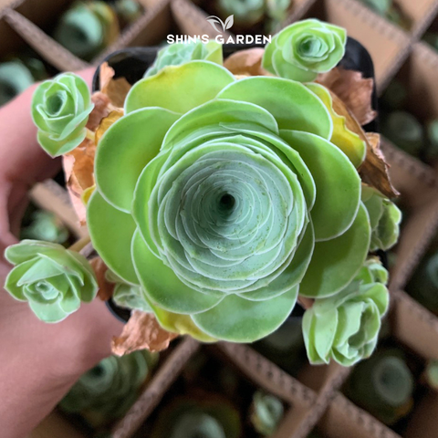  Sen đá hoa hồng mini để bàn phong thủy – dễ chăm, trang trí đẹp 