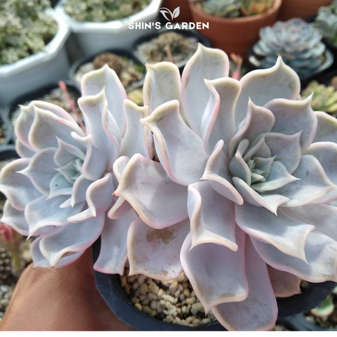  Sen đá hồng điệu – cây mini màu hồng pastel, ý nghĩa phong thủy đẹp 