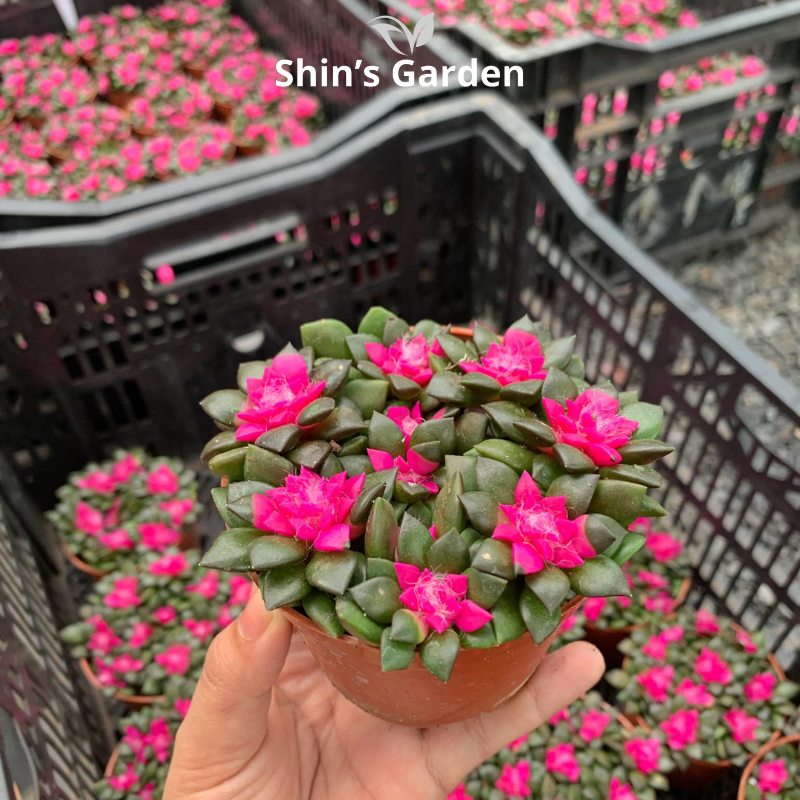 Sen đá hồng sao: Cây mọng nước mini để bàn đẹp, dễ sống, hợp phong thủy