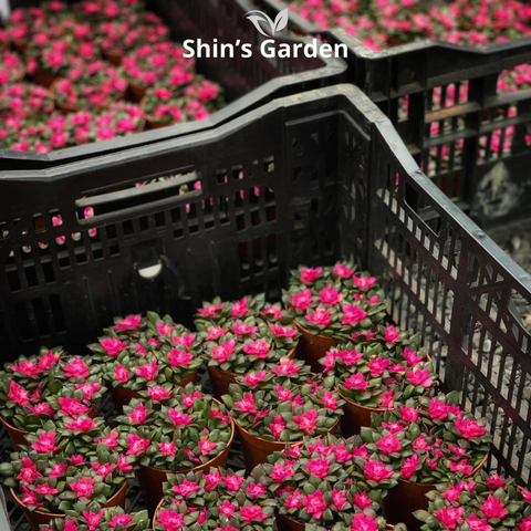  Sen đá hồng sao: Cây mọng nước mini để bàn đẹp, dễ sống, hợp phong thủy 