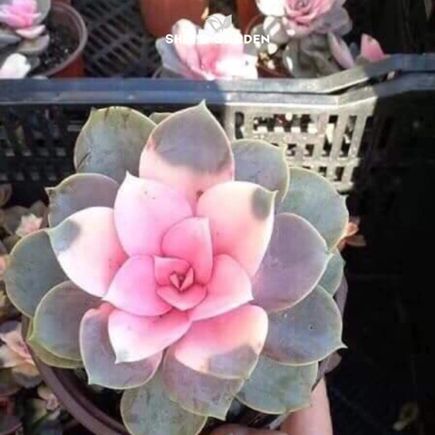  Sen đá hồng tâm mini – Cây phong thủy nhỏ hợp mệnh Hỏa 