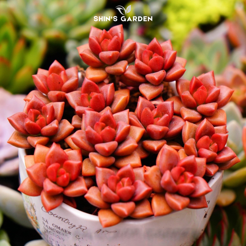 Sen đá kim cương mini phong thủy đẹp dễ chăm – Cây để bàn may mắn