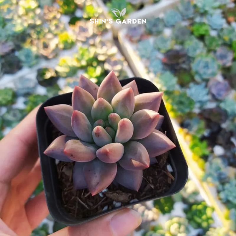 Sen đá kim cương hồng mini đẹp độc lạ – hợp phong thủy, dễ chăm