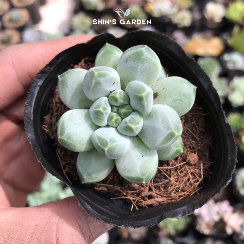 Sen đá kim cương mini phong thủy đẹp dễ chăm – Cây để bàn may mắn