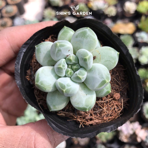  Sen đá kim cương mini phong thủy đẹp dễ chăm – Cây để bàn may mắn 