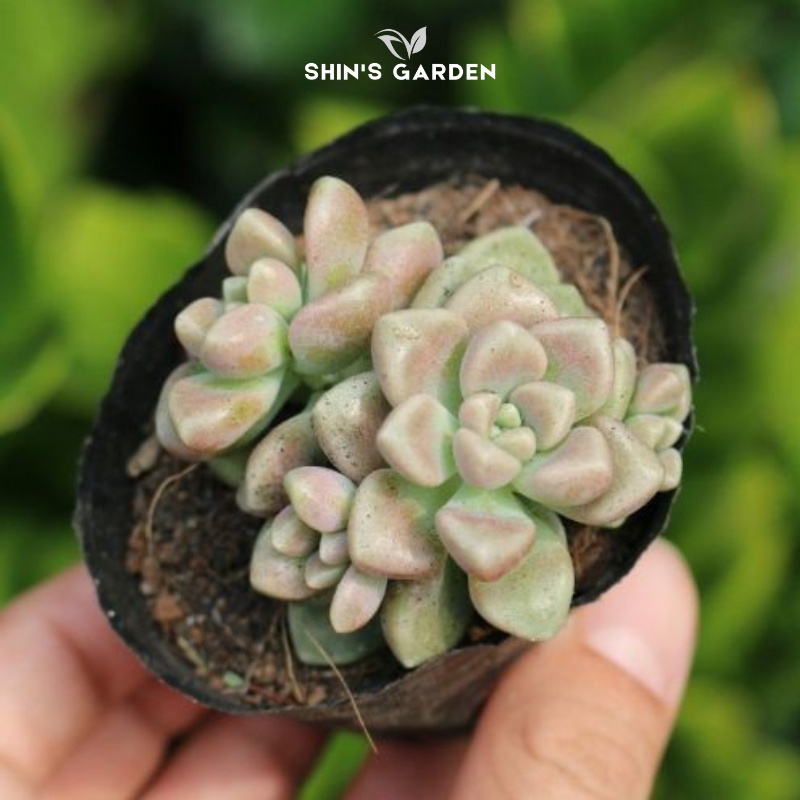 Sen đá kim tuyến phong thủy mini dễ chăm, hợp mệnh Thổ – Hỏa – Kim