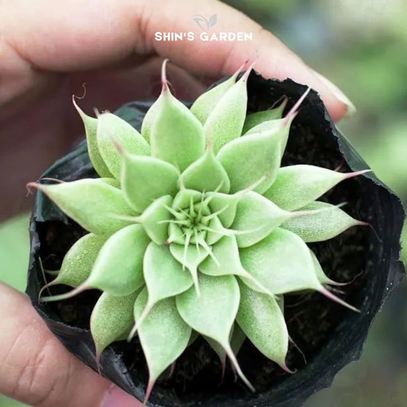 Sen đá hợp mệnh Mộc – Cây phong thủy để bàn đẹp từ Shin’s Garden tăng năng lượng