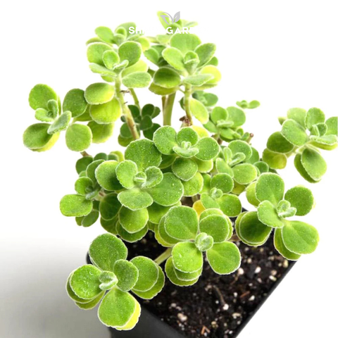  Sen đá lá thơm – Cây phong thủy dễ chăm, trang trí bàn làm việc đẹp 