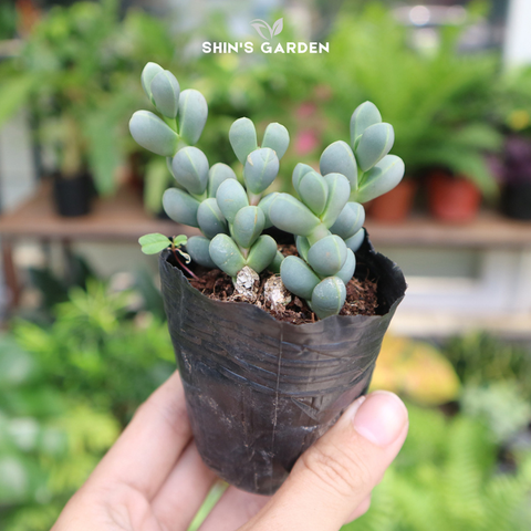  Sen đá lá tim – Biểu tượng tình yêu bền vững, dễ trồng, đẹp cho bàn làm việc 