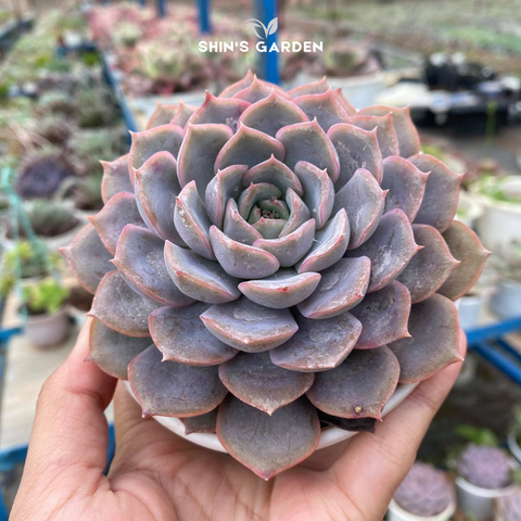  Sen đá màu tím phong thủy mini để bàn đẹp, hợp mệnh Hỏa – Thổ 