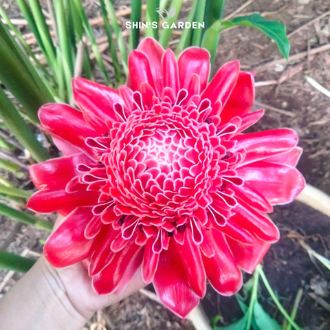  Sen đá đa lộc – Cây phong thủy mini hút tài lộc, hợp mệnh để bàn làm việc 