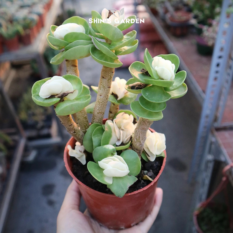 Sen đá lục bình mini – Dáng gốm phong thủy, hợp mệnh, decor độc đáo