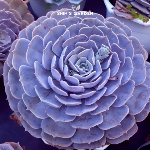  Sen đá ma màu tím độc lạ phong thủy – Sen đá nhập khẩu mini để bàn 