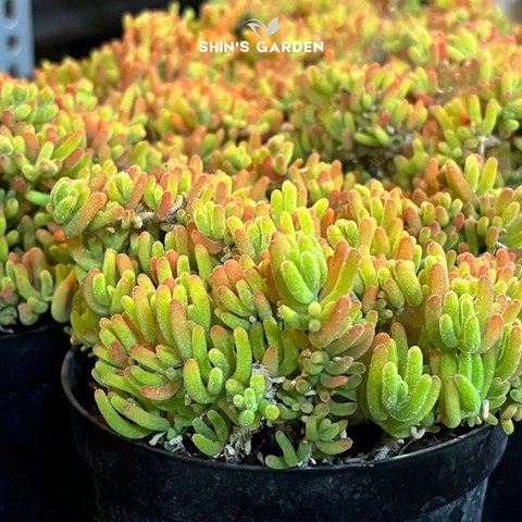  Sen đá mặt nạ – Cây cảnh để bàn độc lạ, dễ chăm, hợp phong thủy 