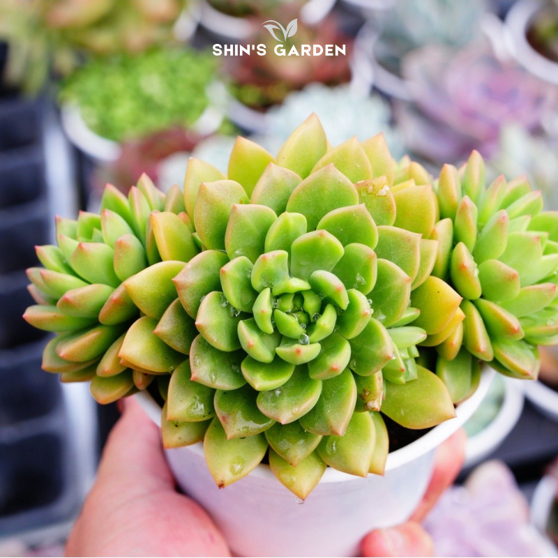 Sen đá mặt trời – sen đá mini màu cam dễ sống, hợp phong thủy mệnh Hỏa – Thổ